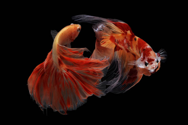 istock Two Siamese fighting fish isolated on black background 1143323897