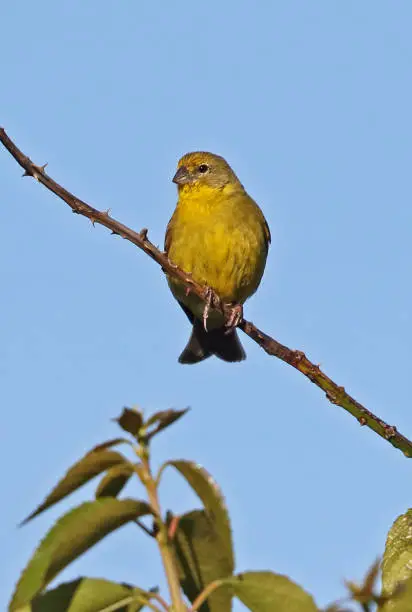 Grassland Yellow-finch (Sicalis lureola luteiventris) adult male perched on twig"n"nPuerto Montt, Chile              January