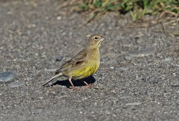 Grassland Yellow-finch (Sicalis lureola luteiventris) adult female walking on path"n"nPuerto Montt, Chile              January