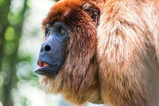 Closeup view of a red howler monkey near Coroico, Bolivia