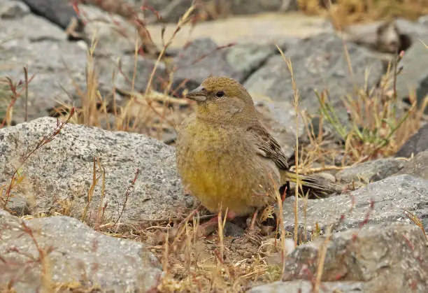 Greater Yellow-finch (Sicalis auriventris) adult female feeding on ground"n"nEl Yeso valley, Chile                January