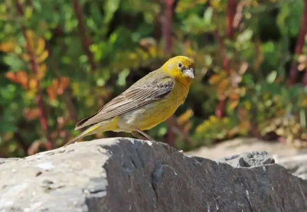 Greater Yellow-finch (Sicalis auriventris) adult male perched on rock"n"nEl Yeso valley, Chile                January