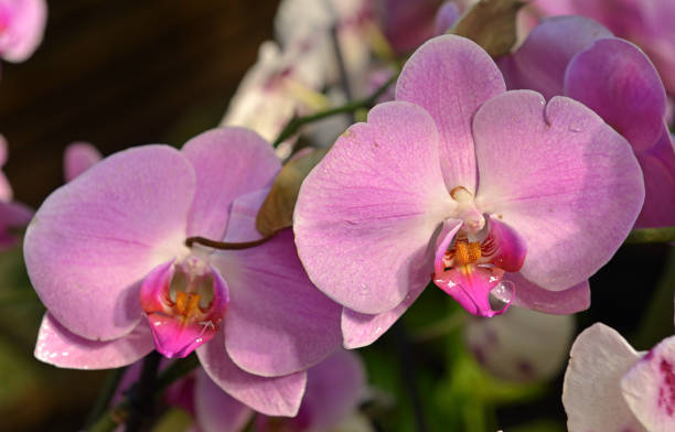 istock Phalaenopsis, known as moth orchids. Close-up 1143325303