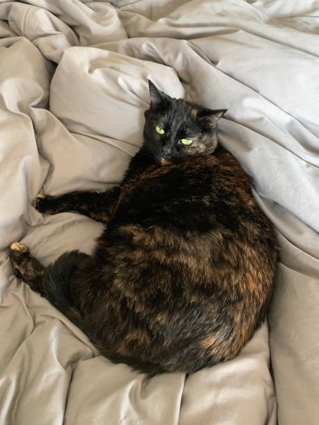 istock Senior Tortie Cat 1143326195