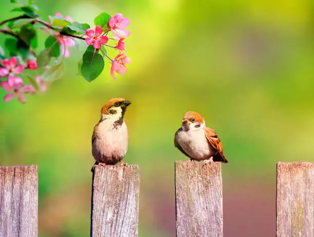 Photo of natural background with birds and chicks sparrows sitting on a wooden fence in a rustic garden surrounded by apple-tree flowers th spring day