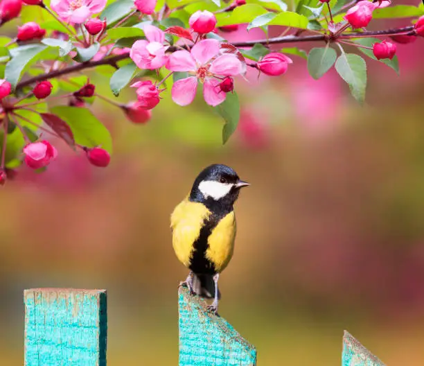 Photo of natural background with a beautiful tit bird sitting on a wooden fence in a rustic garden surrounded by apple flowers on a sunny spring day