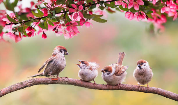 小さな雛がヤブユムの花に囲まれた村の庭の木製のフェンスに座っているスズメの鳥彼らは晴れた日を持っている - flower tree spring apple blossom ストックフォトと画像