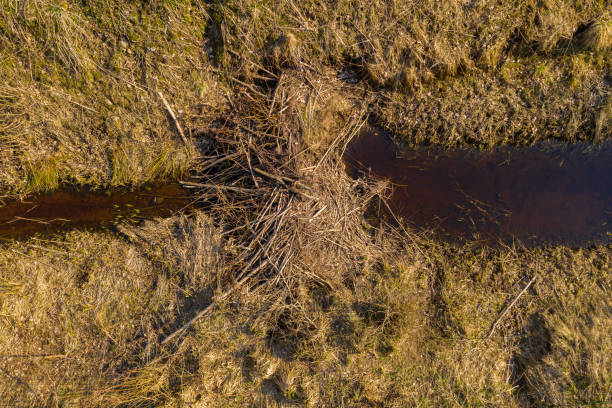 Drone view of beaver dam in small river during spring sunny day. Drone view of beaver dam in small river during spring sunny day. Drone photography. beaver dam stock pictures, royalty-free photos & images