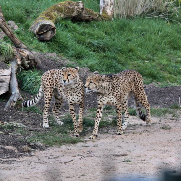 istock A picture of 2 Cheetah's walking 1143330677