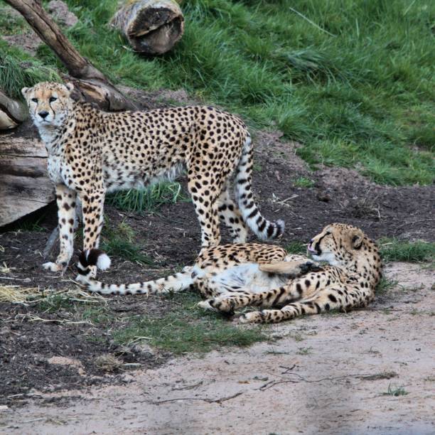 istock A picture of 2 Cheetah's with one lying down 1143330708