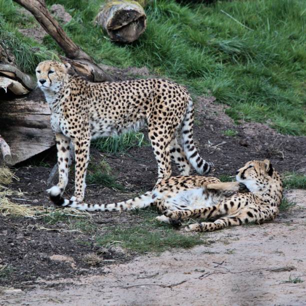 istock A picture of 2 Cheetah's with one lying down 1143330718