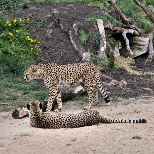 istock A picture of 2 Cheetah's with one lying down 1143330720