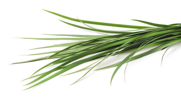istock Bunch of green grass. 1143331322