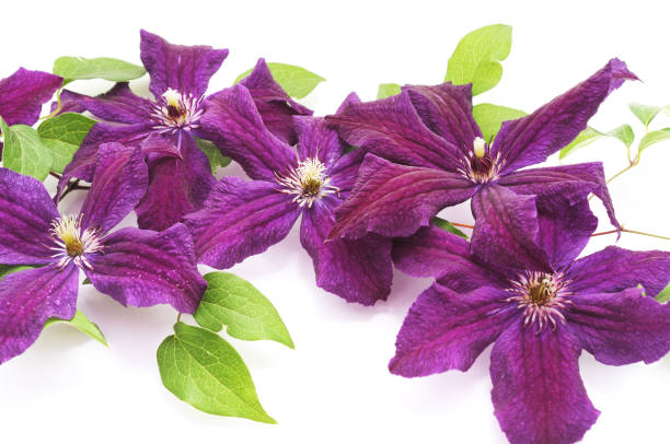 istock Purple clematis on white background. 1143331345