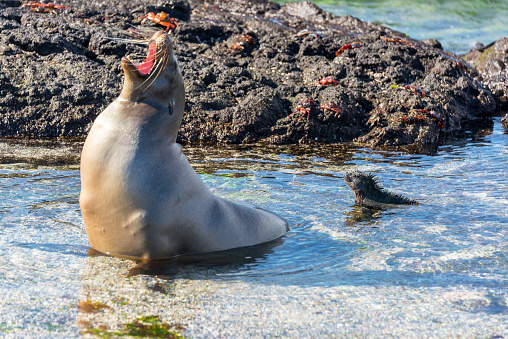 Sea lion and marine iguana hanging out on Fernandina Island in the Galapagos Islands in Ecuador