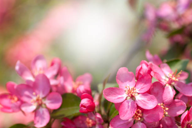 istock Close-up flowering apple tree, red flower, free space for your text 1143332359