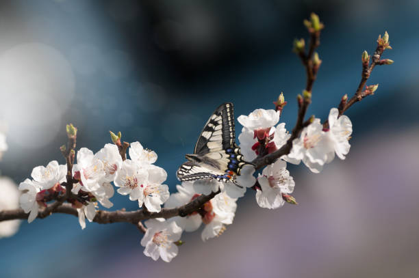 istock beautiful spring image. Cherry blossoms on a blue background. Butterfly on a flower. Free space for your text . 1143332477
