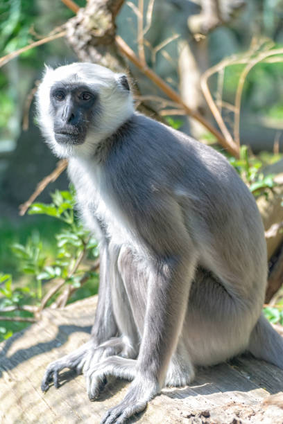 istock Hulman Langur attentively guards his territory 1143332786