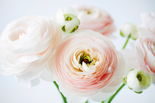 Beautiful tender blossoming of fresh cut  bouquet of Ranunculus asiaticus or Persian buttercup close-up on white background. Floral composition for romantic gift. Horizontal orientation