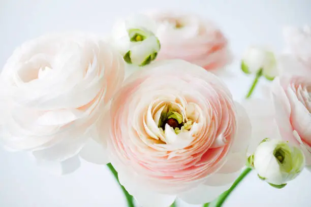 Photo of Beautiful tender blossoming of fresh cut  bouquet of Ranunculus asiaticus or Persian buttercup in glass vase close-up on white background. Floral composition for romantic gift