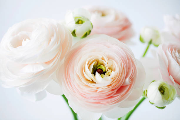 florescimento macio bonito do ramalhete fresco do corte do asiaticus de ranunculus ou do buttercup persa no close-up de vidro do vaso no fundo branco. composição floral para o presente romântico - ranunculus asiaticus - fotografias e filmes do acervo