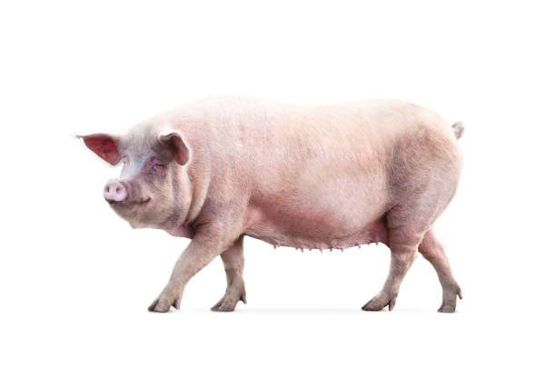 흰색 배경에 고립 된 여성 돼지 - 돼지 뉴스 사진 이미지