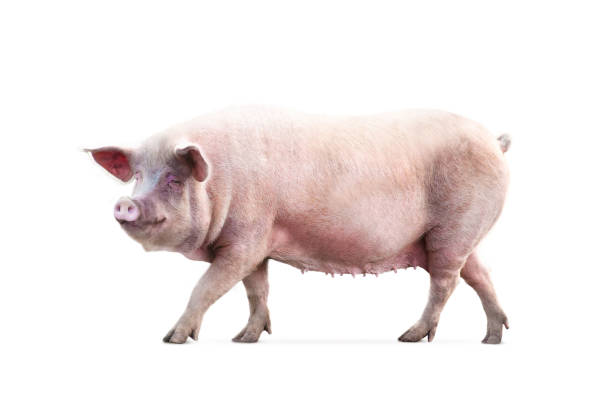 istock female pig isolated on white background 1143332810