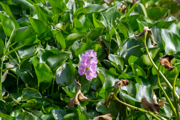 istock Common water hyacinth in Mekong River Delta 1143333370