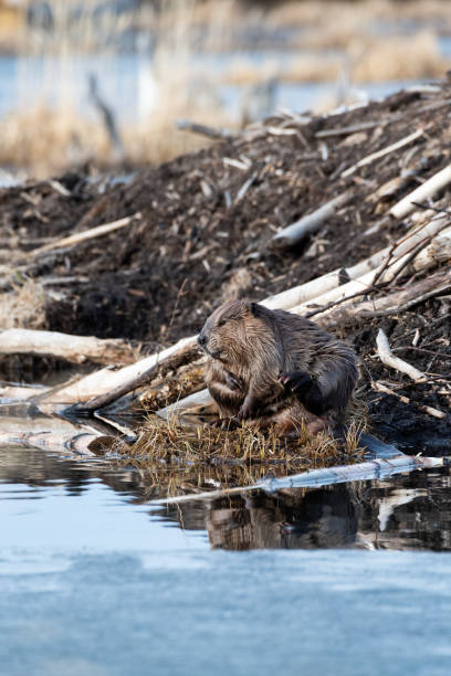 a large beaver grooming - north american beaver fotos imagens e fotografias de stock