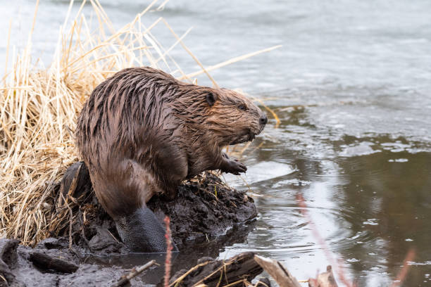 a young beaver on the edge of the beaver dam - north american beaver fotos imagens e fotografias de stock