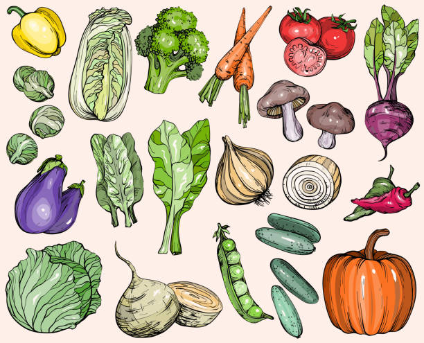 手描き野菜のコレクション - タケノコ白菜点のイラスト素材／クリップアート素材／マンガ素材／アイコン素材