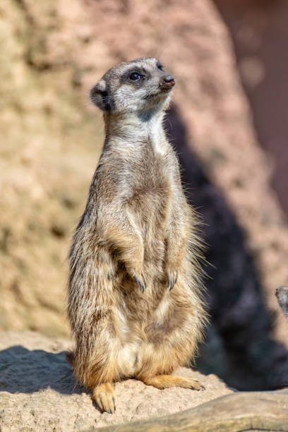 istock Meerkats enjoy the sun and are alert 1143335692