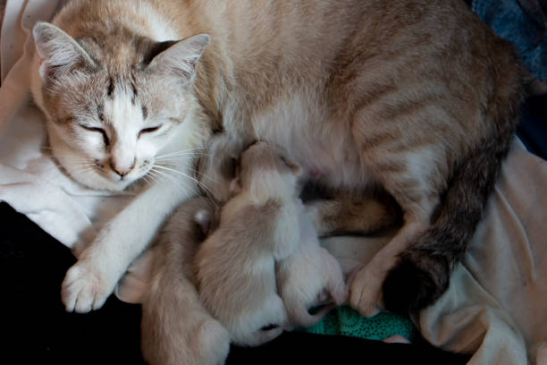 istock cat kitten pet animal cute 1143336003