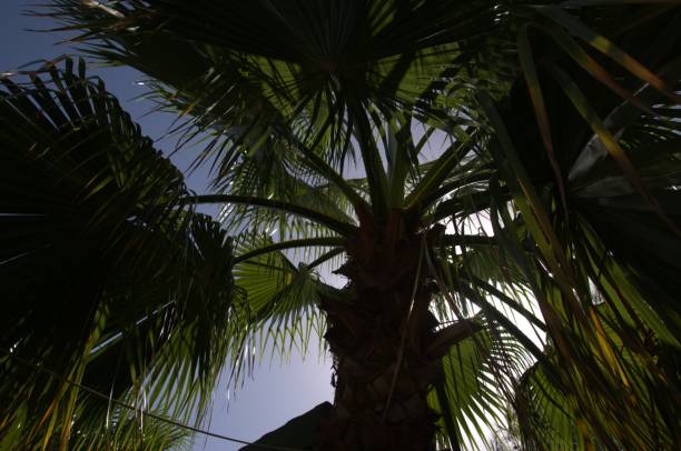 palmiers sur le fond du ciel. - beach 2013 usa sky photos et images de collection