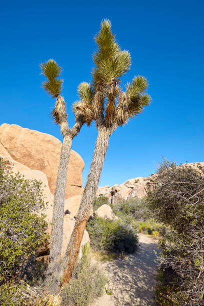 istock Yucca brevifolia in the Joshua Tree National Park. 1143336118