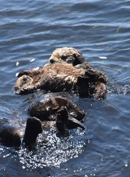 Cute sea otters floating on their backs in the ocean off California.