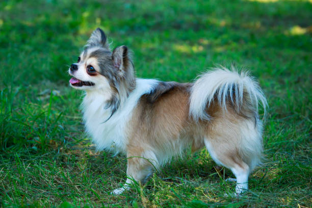 istock Dog breed chihuahua 1143336520