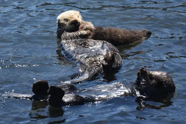 Beautiful family of floating sea otters in Morro Bay.