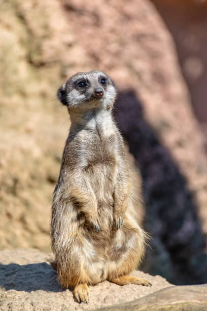 istock Meerkats enjoy the sun and are alert 1143336668