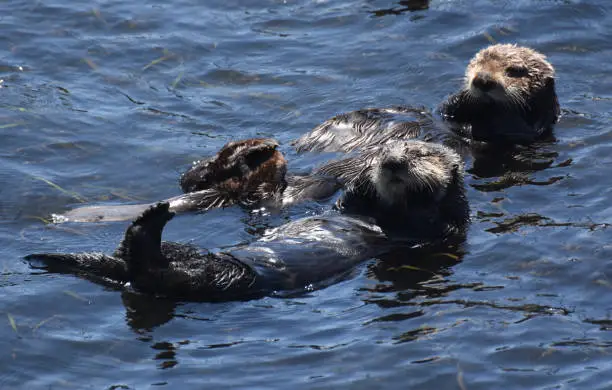 Gorgeous sea otter couple playing in the Pacific Ocean water.