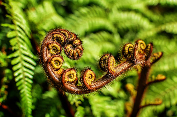 istock Curled  young leaf of fern. Close-up 1143336706
