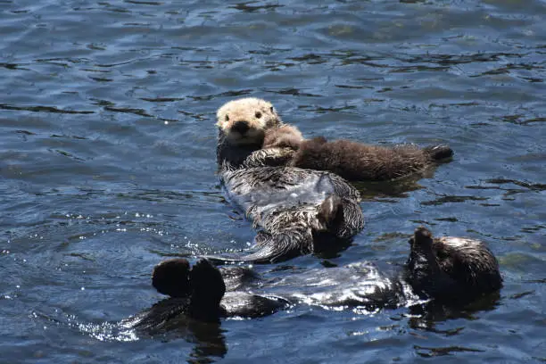 Trio of sea otters all on their backs rafting together in a the bay.