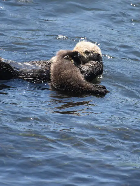 Sweet baby sea otter with it's mother in Morro Bay California.