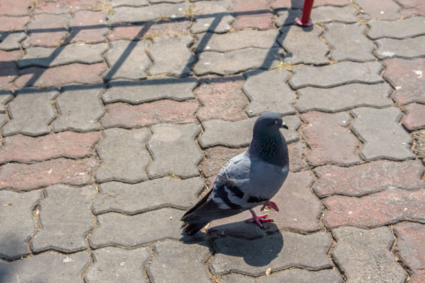 animal