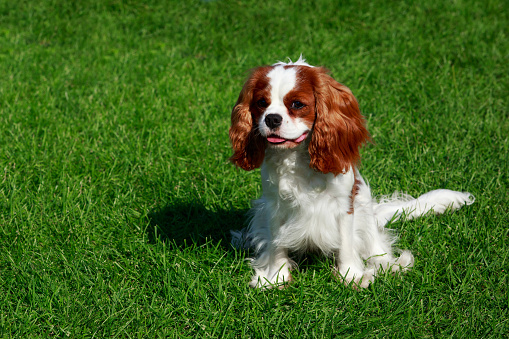 Dog breed Cavalier King Charles Spaniel a close-up on green background