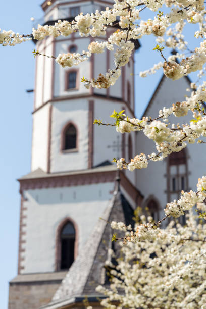 istock White cherry tree blossoms in front of the St. Thomas Church in Leipzig 1143338186