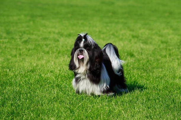 istock Dog breed Shih Tzu 1143338211