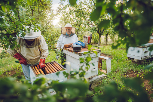 Two mature beekeepers collecting honey from beehives