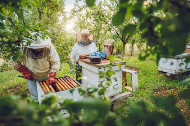Beekeepers collecting honey Two mature beekeepers collecting honey from beehives apiculture photos stock pictures, royalty-free photos & images