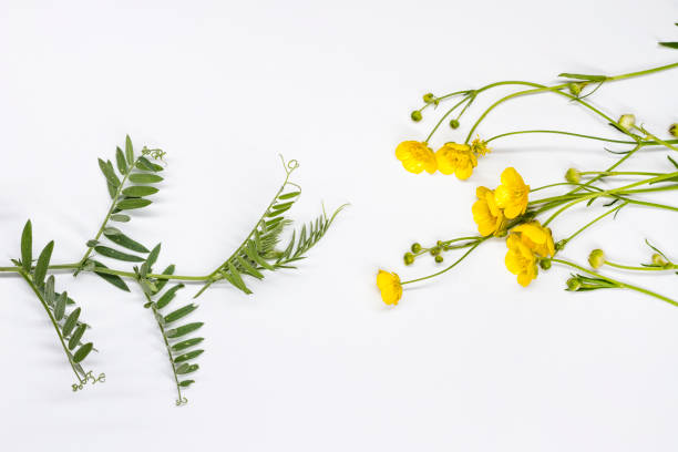istock yellow flowers and pea sprouts on white background 1143339897